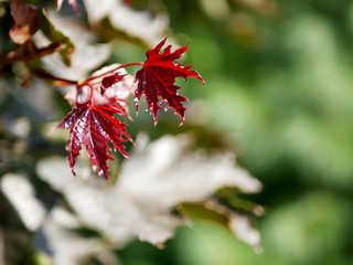 Branch with young maple leaves on a background of a green park, day, season, summer, autumn