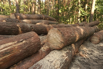 A pile of pine wood in the forest. Logs stacked along in a forest. Season of the summer. 