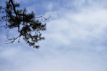 Silhouette of the tip of the tree against the fluffy clouds and blue sky on the background, Spring in GA.