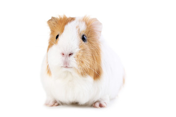 Guinea pig isolated on white background