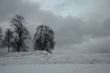 Two trees on a hill in winter
