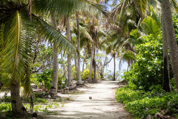 Palm trees and path on a tropical island