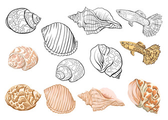 Sea collection. Original hand drawn. Vector illustration. Outline hand drawing.  Isolated on white background. Isolated on white background. Isolated on white background.