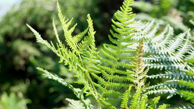 Amazing green bracken blowing around in the wind in beautiful summer sun. Dartmoor england.
