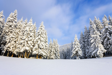 On the lawn covered with snow the nice trees are standing poured with snowflakes in frosty winter day. Fabulous winter background for a leaflet.