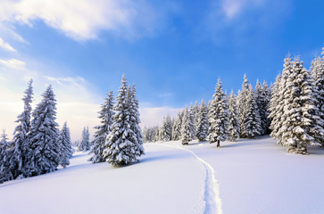 On a frosty beautiful day among high mountains are magical trees covered with white fluffy snow against the magical winter landscape.