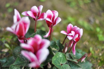 Obraz premium gros plan avec des fleurs de cyclamen blanches et rouges avec arrière plan de jardin en été