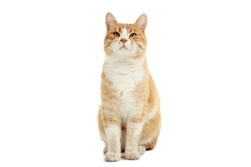 Ginger cat isolated on white background