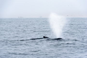 Baby whale blow water out accompanied by his mother
