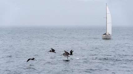 Birds dancing on water in front of a sailboat