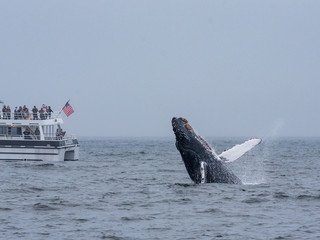 Whale jumping out of water behind a tourist boat