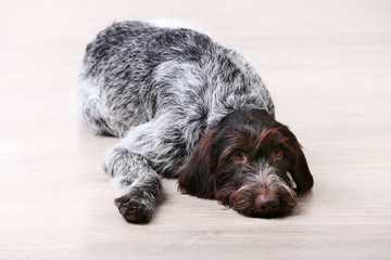German pointer dog lying on the floor