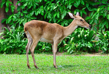 Naklejka na ściany i meble Portrait antelope on green grass have bush background