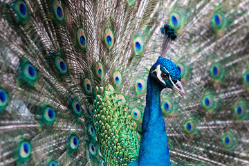 Obraz na płótnie Canvas detail of peacock