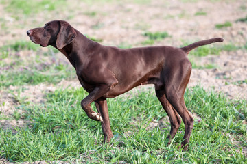 A young muscular brown hunting dog is standing in a point in the field among the green grass. A spring warm day. German Shorthaired Pointer.