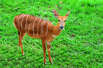 Portrait brown antelope deer on green grass background