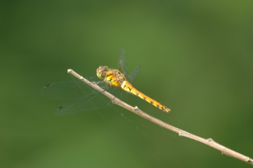 Dragonn fly