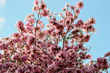 árvore de flores, primavera 