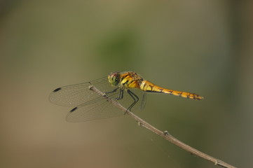 Dragonn fly