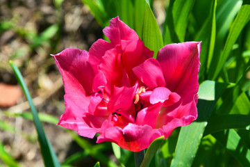 Tulip, Tulips, flower, tulip, nature, spring, flowers, purple, tulips, garden, green, pink, plant, blossom, bloom, beauty, flora, floral, violet, beautiful, color, field, red, summer, blooming, leaf