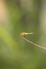 Dragonn fly