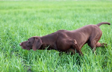 A muscular chocolate brown hound, German Shorthaired Pointer, a thoroughbred, stands among the...
