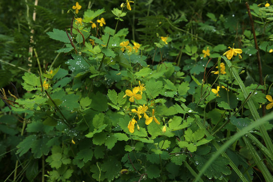 Greater celandine after rain. Herb yellow celandine, Chelidonium majus, flowering in forest.