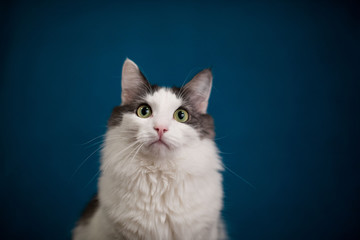 Fototapeta na wymiar Cat portrait on a blue background