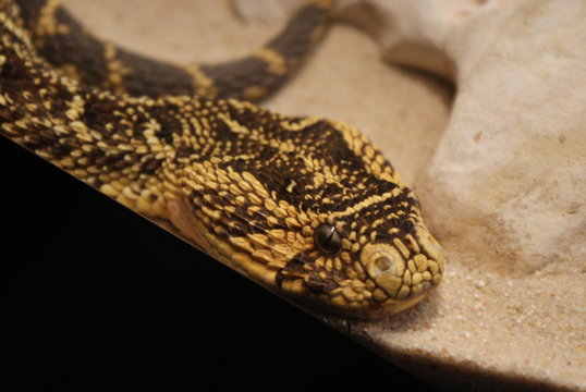 V&iacute;bora bufadora en suelo de terrario con arena. Detalle de cabeza de serpiente venenosa bitis arietans africana amarilla y con manchas verde oscuro. Reptil ofidio ex&oacute;tico inm&oacute;vil en cautividad.