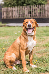 portrait of swiss mountain dog living in belgium