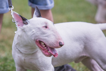 portrait of bull terrier dog living in belgium