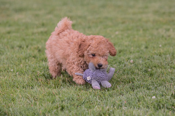 portrait of poodle dog living in belgium