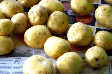 A pile of harvested potatoes of a new crop lies on the paper.