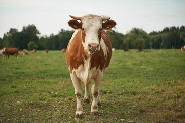 Naklejka na ściany i meble Herd of cows on a lush green pasture meadow summer in bavaria