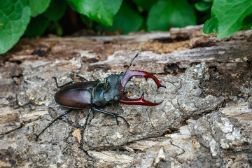 Male stag beetle (Lucanus cervus).