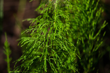 Perennial herbaceous plant is equisetum arvense