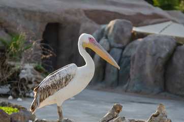 American White Pelican (Pelecanus erythrorhynchos)