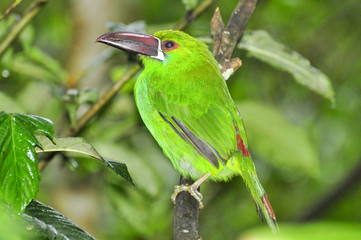 Green Toucan