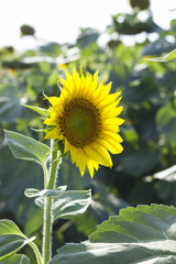 Sunflowers in summer  sunny day