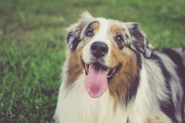 Portrait of Australian shepherd outdoors
