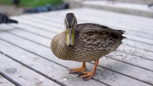 Duck on wooden boards. Close up.