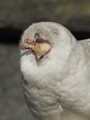 Snowy owl (Bubo scandiacus)