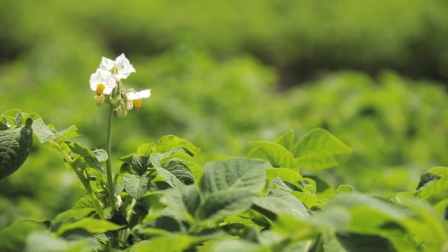 Close Flowering Blooming Green Vernal Sprouts Of Potato Plant Or Solanum Tuberosum Growing On Plantation In Spring Summer