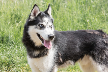 Obraz premium portrait of siberian husky living in belgium