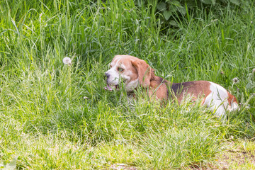 portrait of beagle dog living in belgium