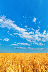 Fototapeta premium Wheat ears and cloudy sky
