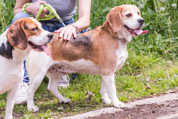 portrait of beagle dog living in belgium