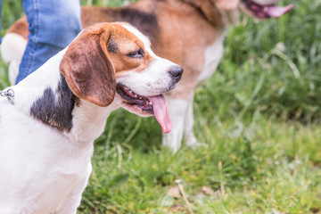 portrait of beagle dog living in belgium