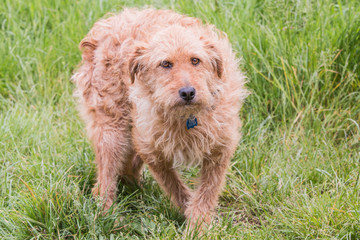 portrait of griffon dog living in belgium
