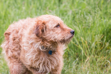 portrait of griffon dog living in belgium